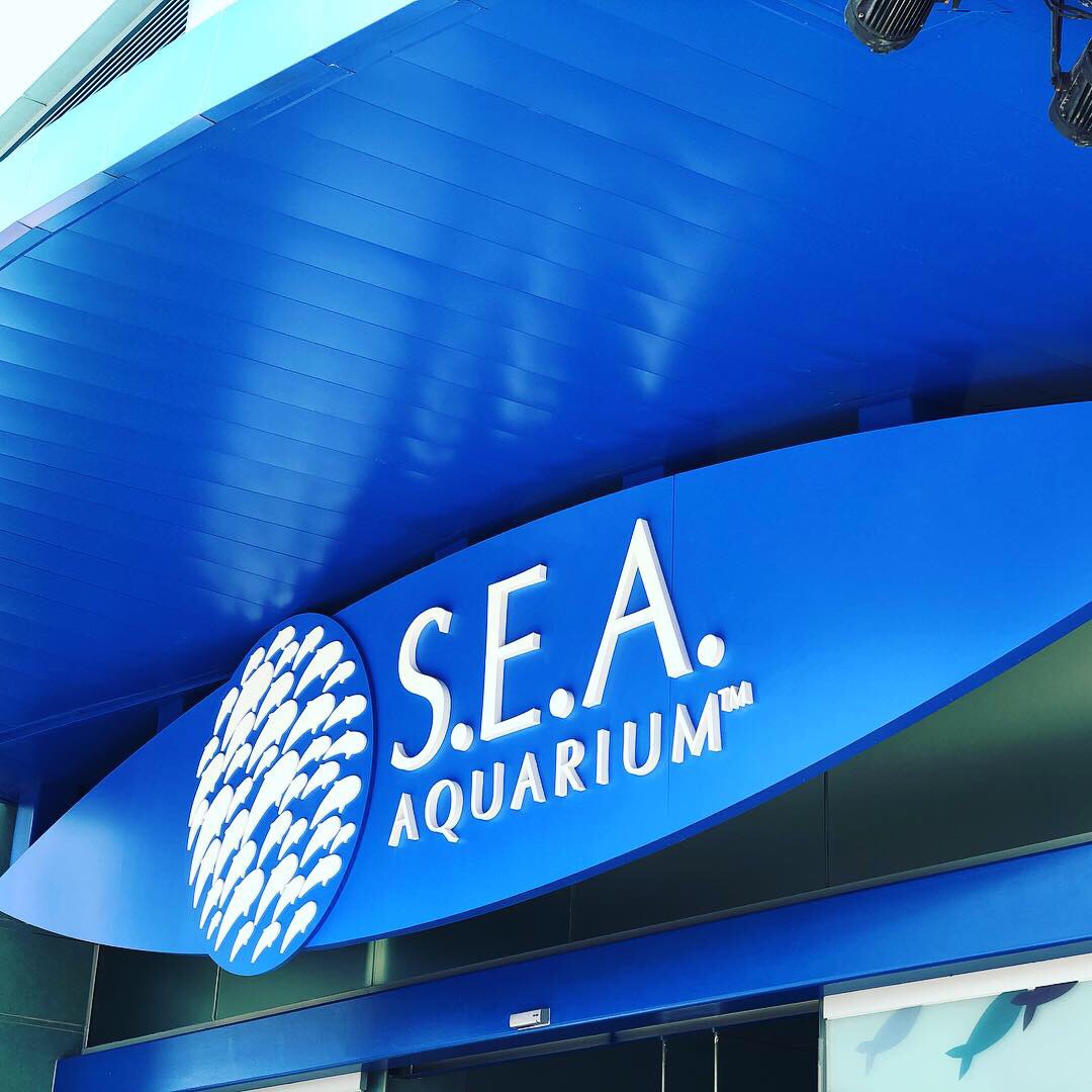セントーサの水族館で、何やらめちゃんこ癒された話。S.E.A. Aquarium